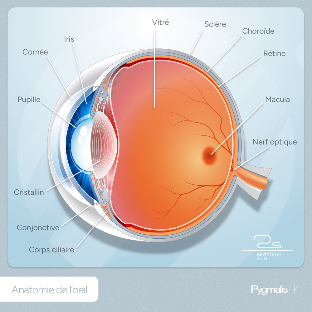 Création d'illustrations médicales anatomique - oeil - Docteur Duval à Montpellier