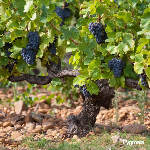 Photo d'un pied de vigne généreux sur terroir mineral