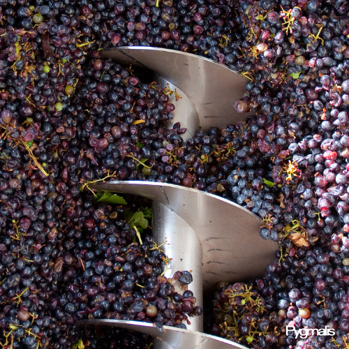 Photo reportage au Parc St Charles : en route pour la vinification !