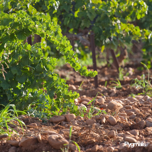 Photographie d'ambiance sur vignoble avec galets des Côtes du Rhône et vignes