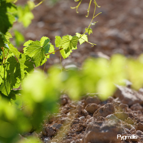 Photo d'ambiance vigne jeune et terroir lors d'un reportage sur Domaine de vin
